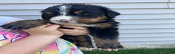 Bernese Mountain Dog dogs for sale: Bruiser - Ad 2