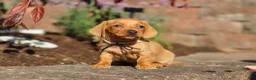 Miniature Dachshund dogs for sale: Bentley - Ad 9