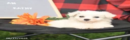 Eskipoo dogs for sale: Kathy - Ad 2