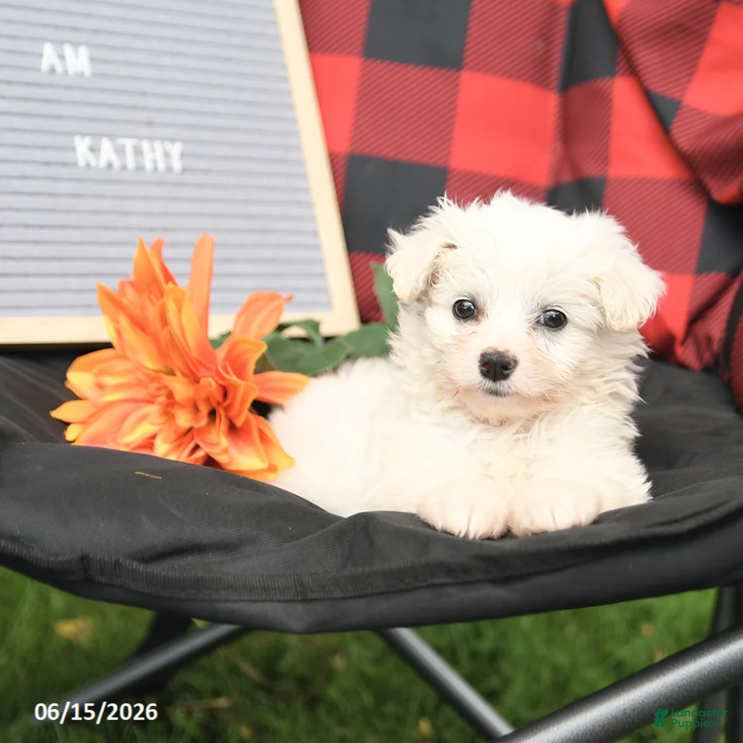Eskipoo dogs for sale: Kathy - Ad 2