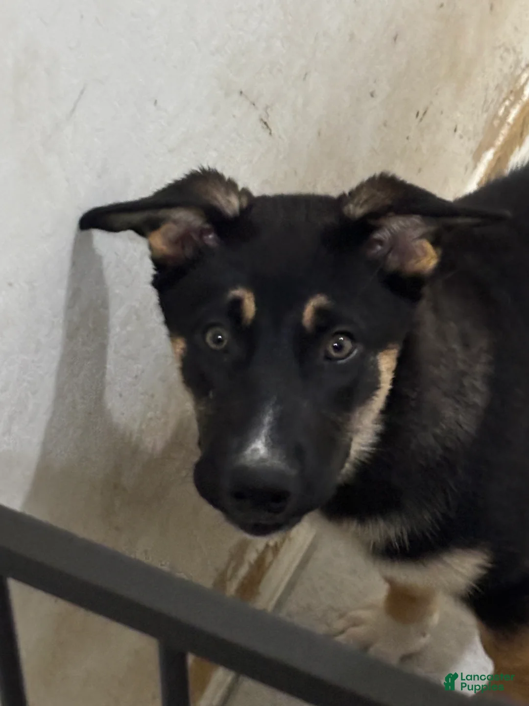 Gerberian Shepsky dogs for sale: Astrid - Ad 1