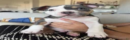 American Bully dogs for sale: American Bully 1 - Ad 2