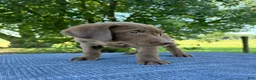 Labrador Retriever dogs for sale: Molly - Ad 4