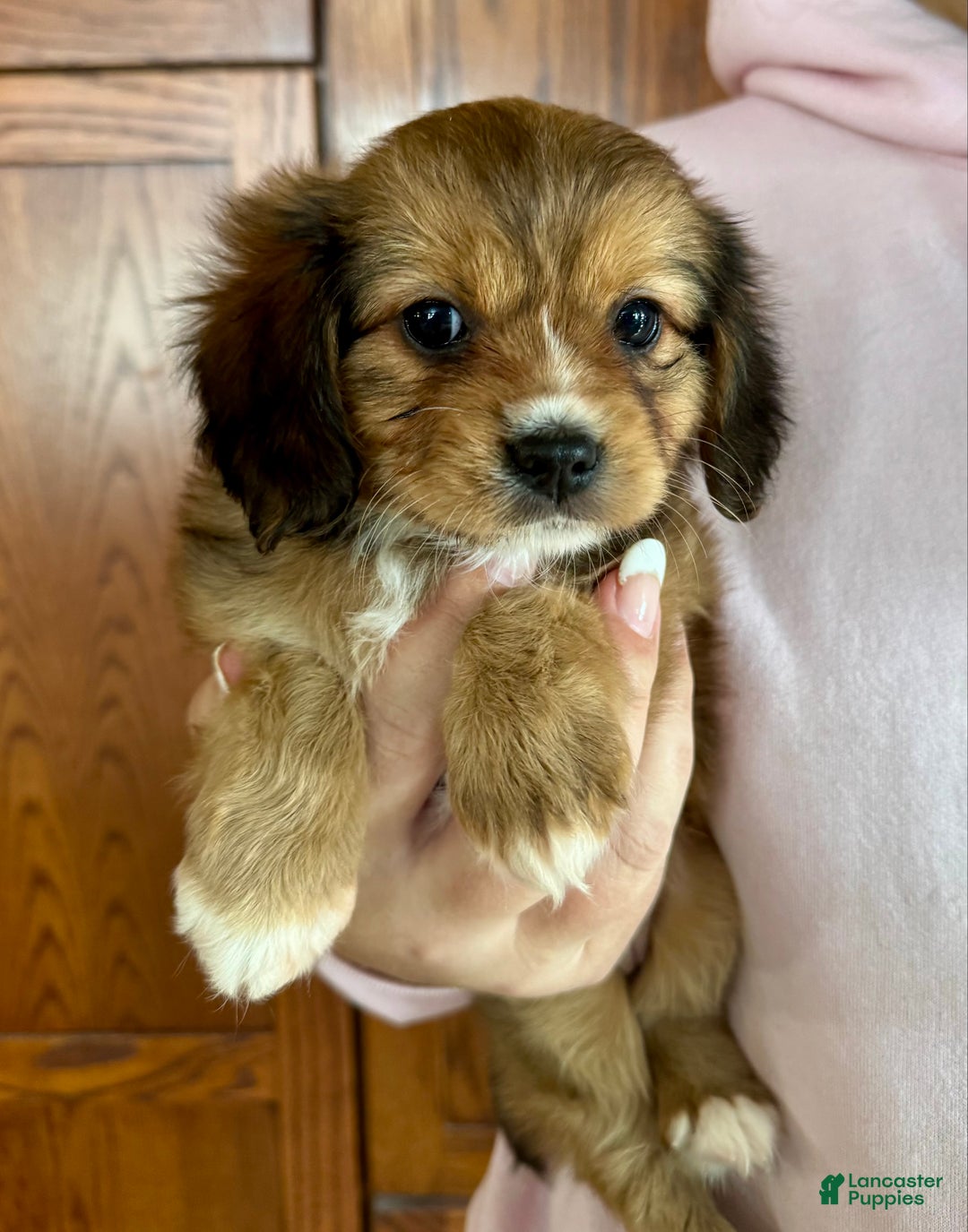 Mixed Breed dogs for sale: Cavalon Sparkle - Ad 20