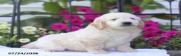 Mini Goldendoodle dogs for sale: Jared - Ad 3