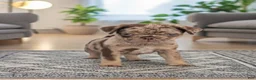 Pug dogs for sale: Reeses - Ad 2