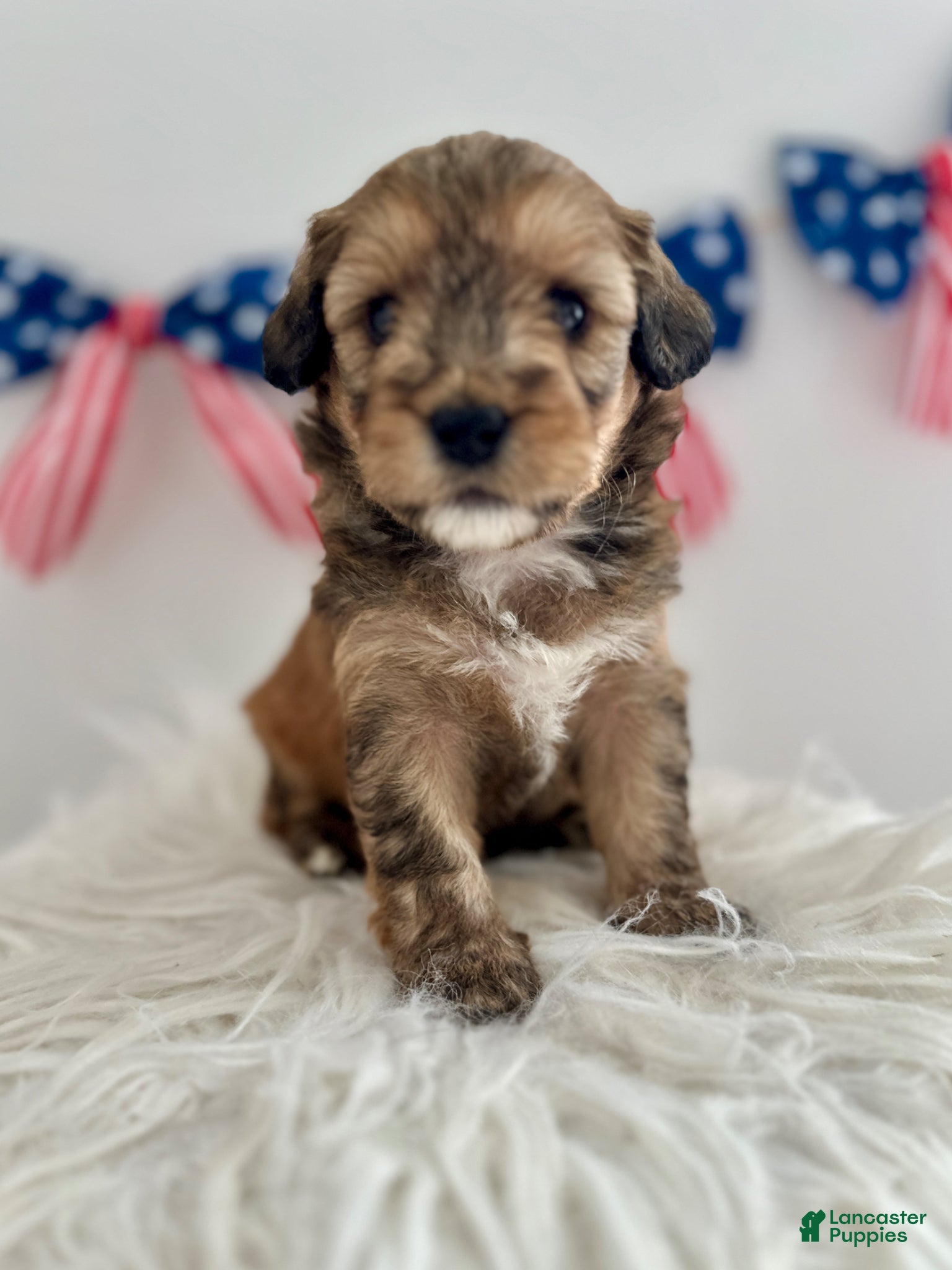 Mini Aussiedoodle dogs Mini Aussiedoodle Puppy 4 - Ad 1