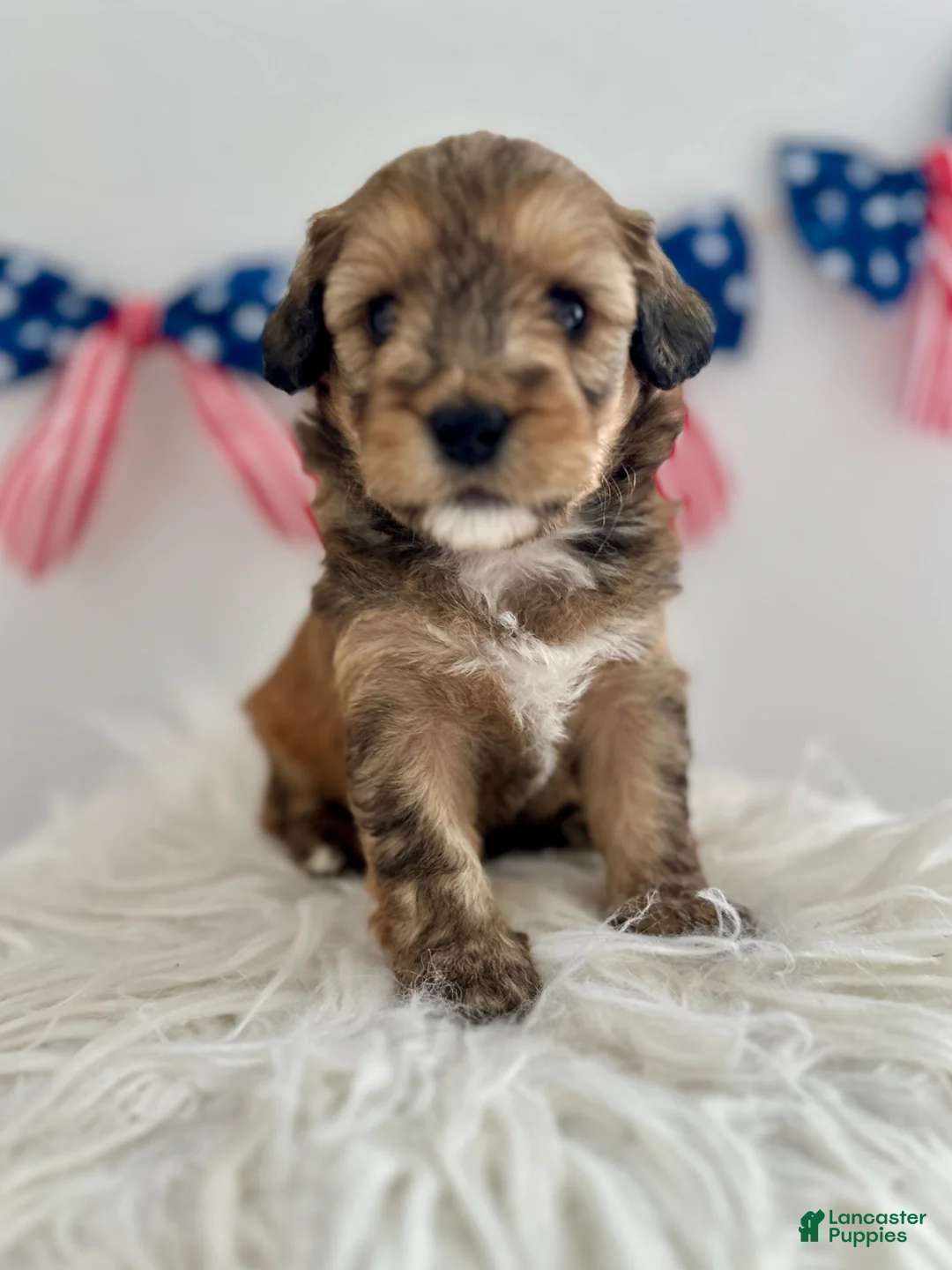 Mini Aussiedoodle dogs for sale: Remi - Ad 1