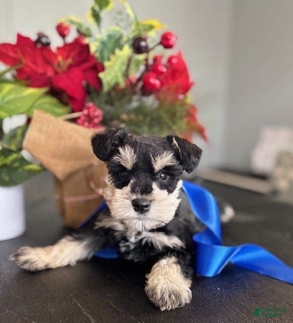 Miniature Schnauzer dogs Teddy - Ad 17