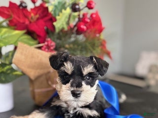 Miniature Schnauzer dogs Teddy - Ad 33