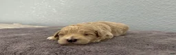 Mini Goldendoodle dogs for sale: Tara - Ad 4