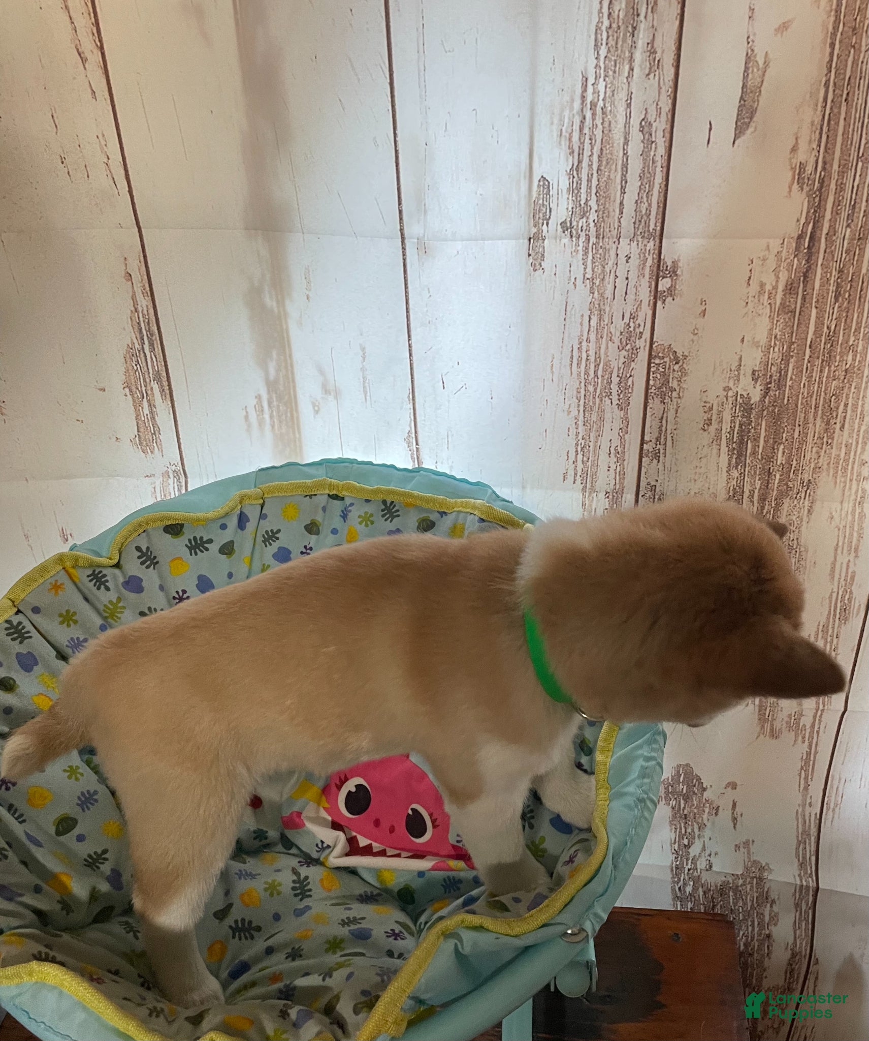 Shiba Inu dogs Awesome - Ad 2