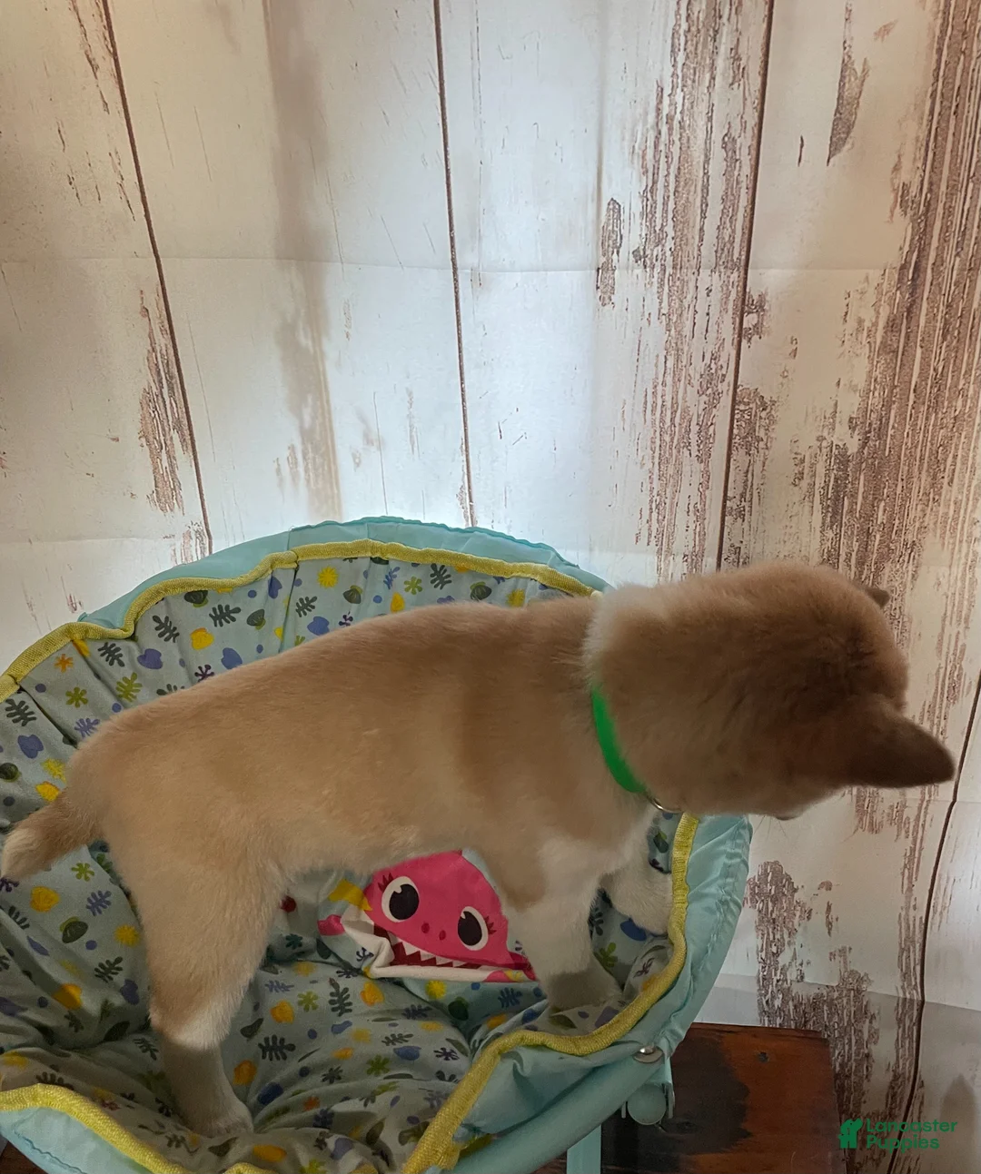 Shiba Inu dogs for sale: Awesome - Ad 2