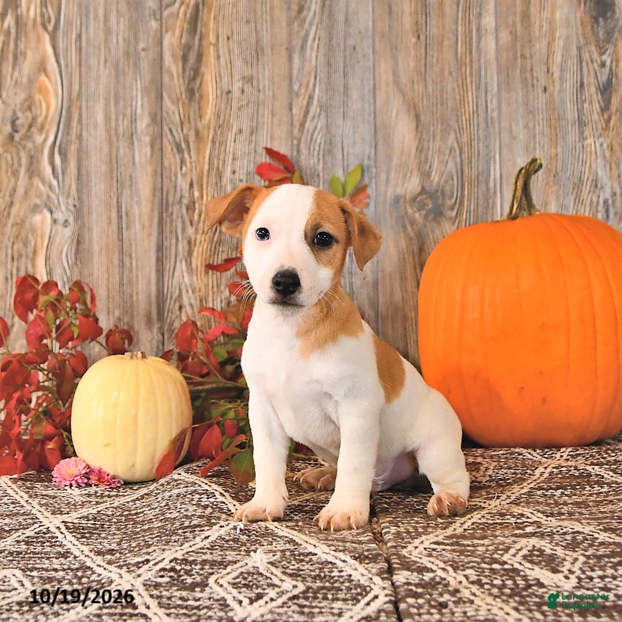 Jack Russell Terrier dogs for sale: Fletcher - Ad 2