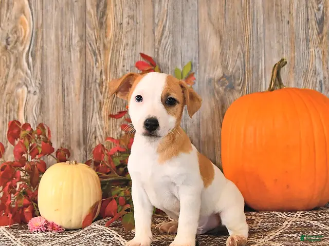 Jack Russell Terrier dogs for sale: Fletcher - Ad 2