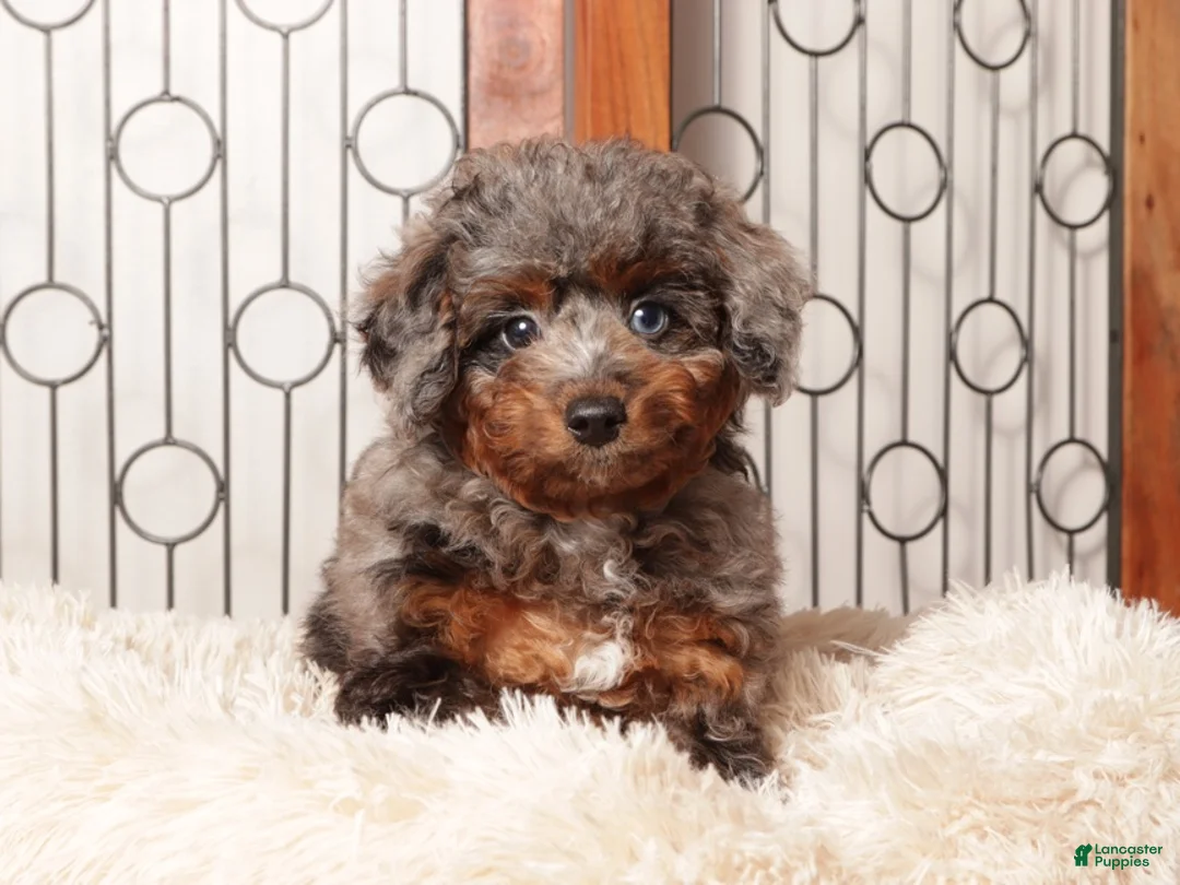 Miniature Poodle dogs for sale: Moon Sassy Mini Poodle - ICA - Ad 1