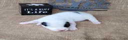 Jack Russell Terrier dogs for sale: Prince JRT purebred DELIVERY AVAILABLE  - Ad 3