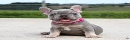 French Bulldog dogs for sale: Lilly - Ad 7