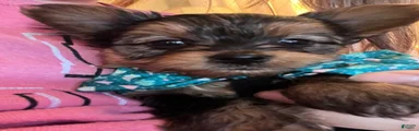 Yorkshire Terrier Puppy 1