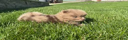 Pomeranian dogs for sale: Chief  - Ad 4