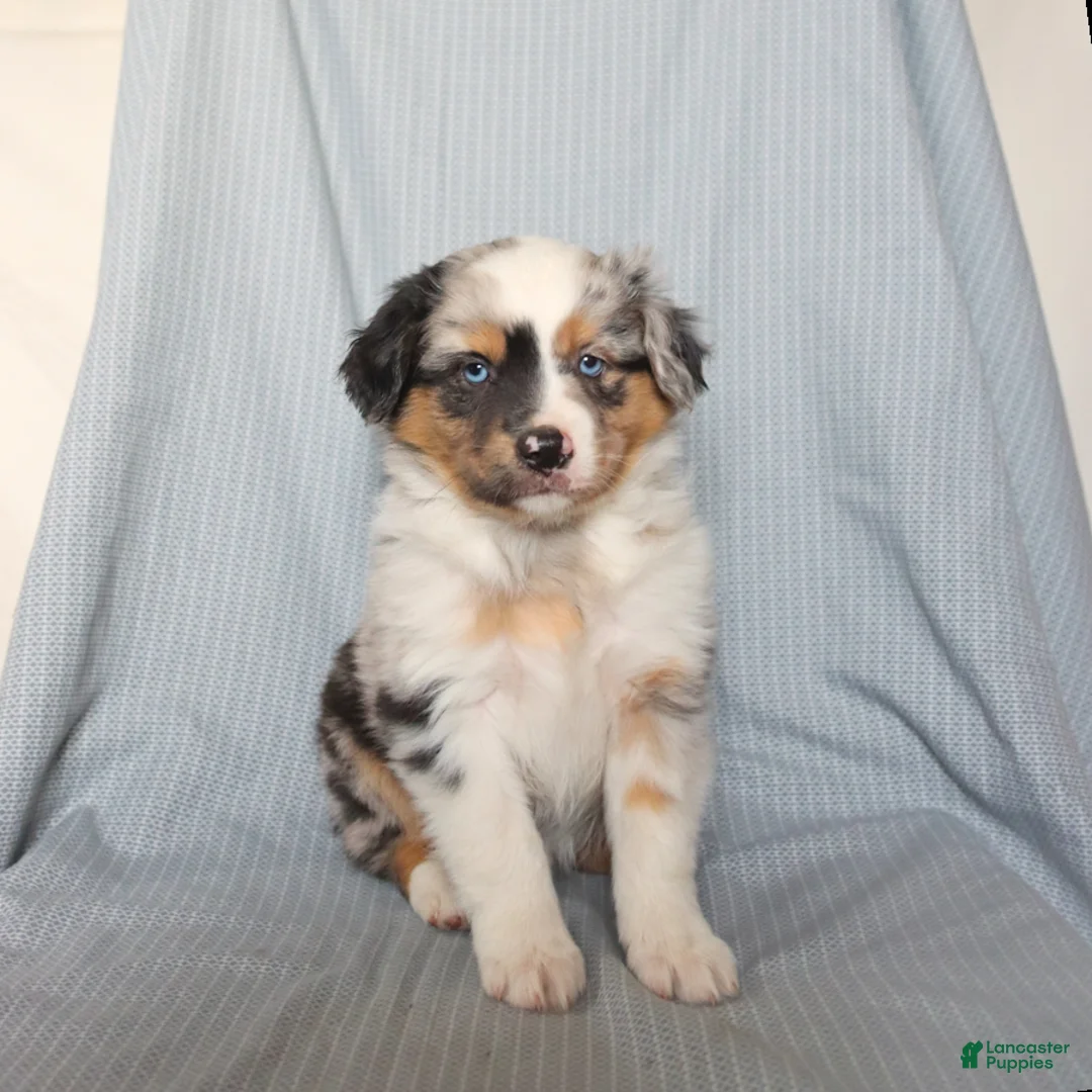 Miniature Australian Shepherd dogs for sale: Champ  - Ad 2