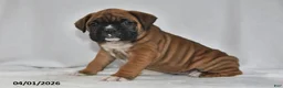 Boxer dogs for sale: Sancho - Ad 2