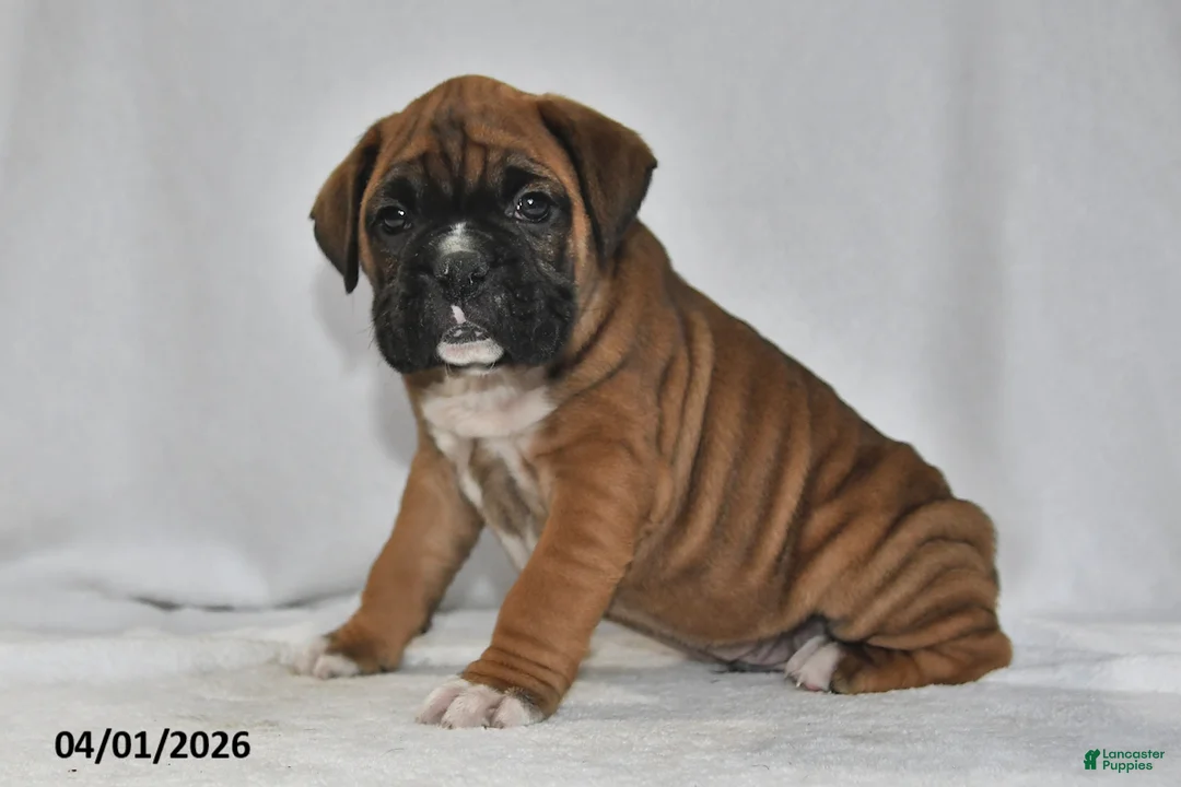 Boxer dogs for sale: Sancho - Ad 2