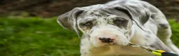 Great Dane dogs for sale: Stella - Ad 8