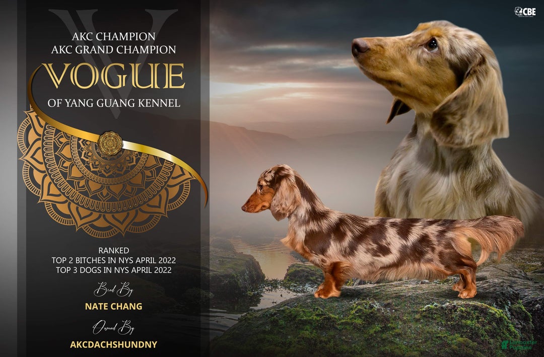 Miniature Dachshund dogs for sale: Full AKC Russian boy - Ad 15