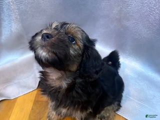 Mixed Breed dogs - Ad 10