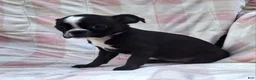 Mixed Breed dogs for sale: Lil Lady - Ad 7