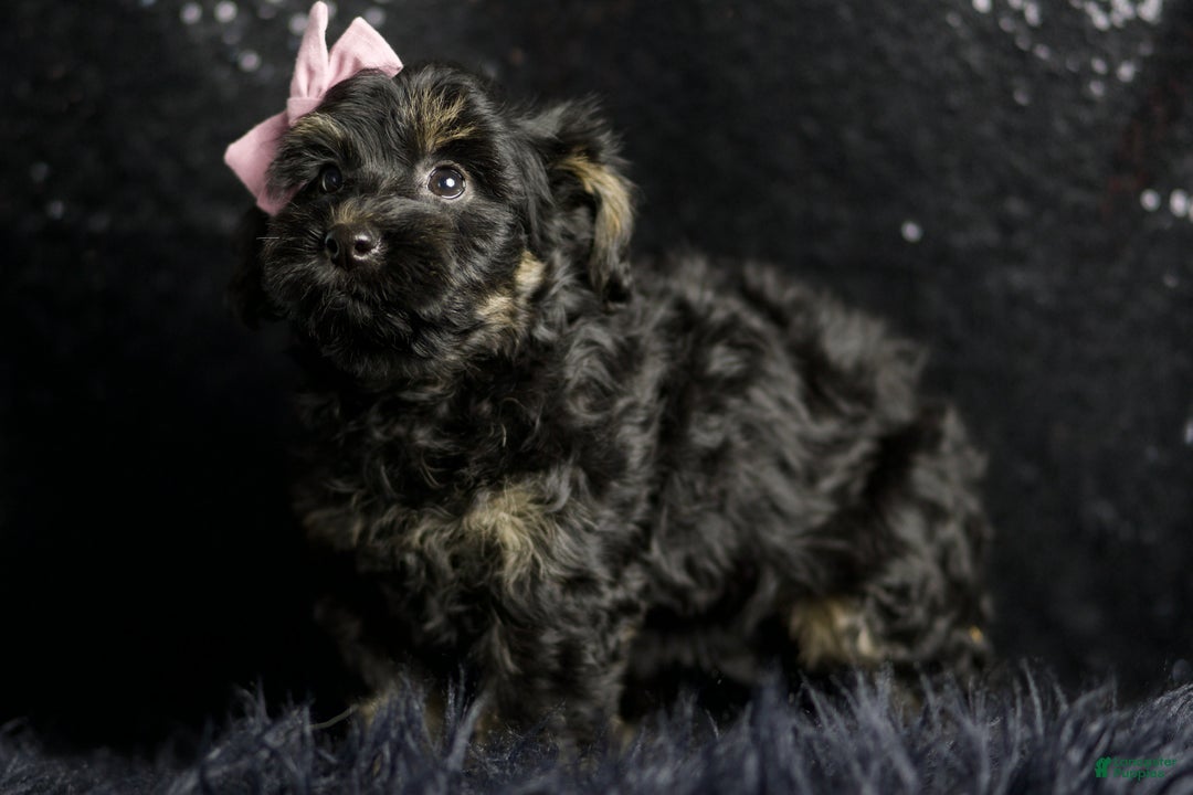 Maltipoo dogs for sale: Buzzy - Ad 4