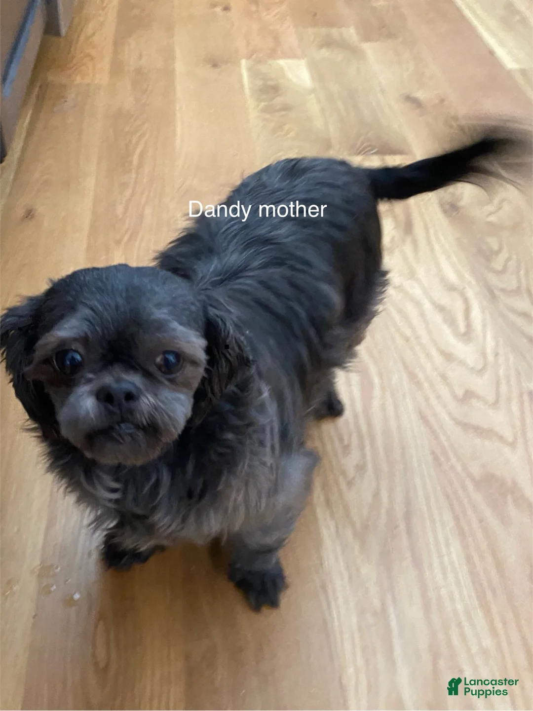 Shih Tzu dogs for sale: AKC Charlie - Ad 5