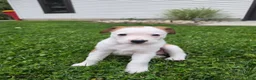 Mixed Breed dogs for sale: Layla - Ad 5