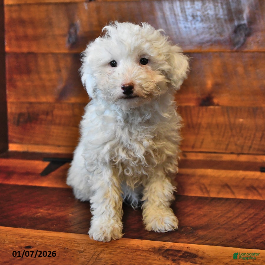 Miniature Poodle dogs Cotton Ball - Ad 37
