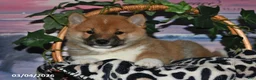 Shiba Inu dogs for sale: Glen - Ad 3