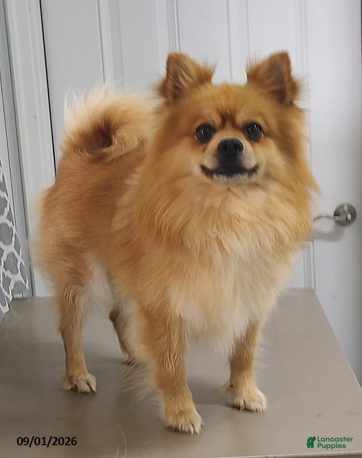 Pomeranian dogs Logan - Ad 1