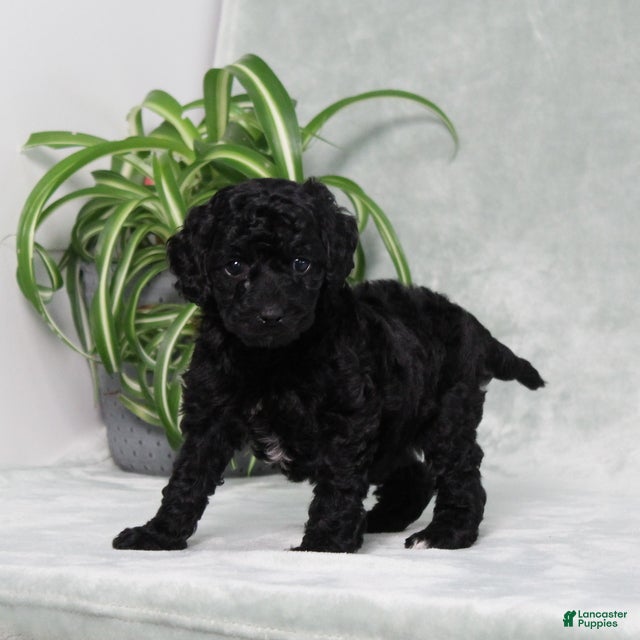 Mini Goldendoodle dogs Amanda - Ad 2