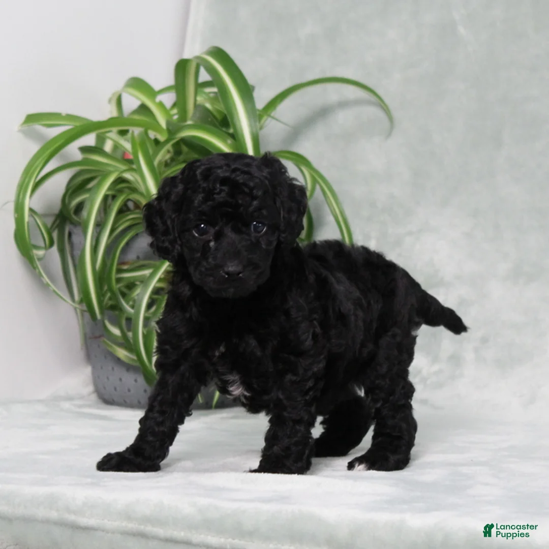 Mini Goldendoodle dogs for sale: Amanda - Ad 2
