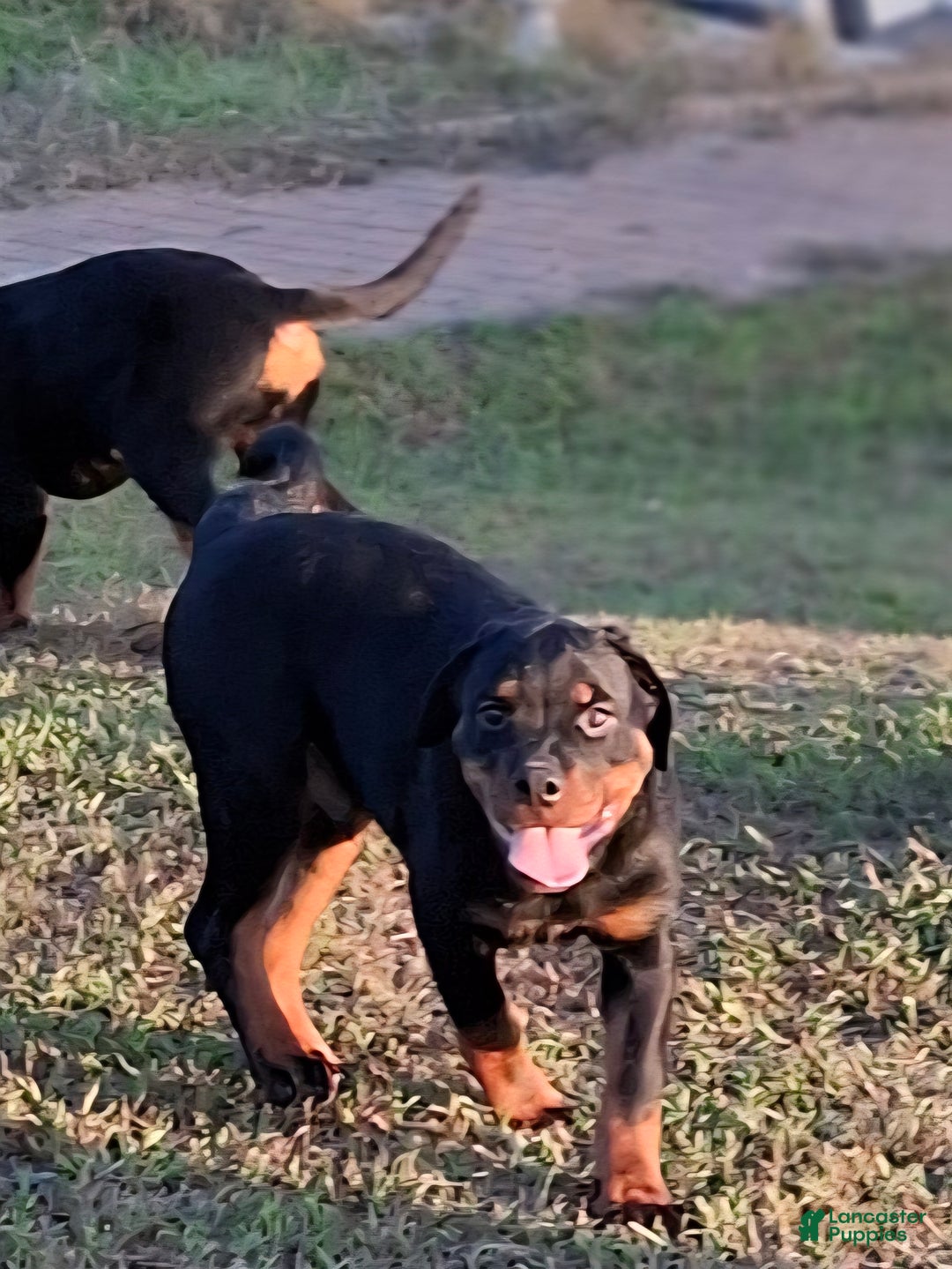 Rottweiler dogs for sale: Rottweiler Puppy 4 - Ad 8