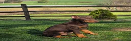 Doberman Pinscher dogs for sale: Captain - Ad 5