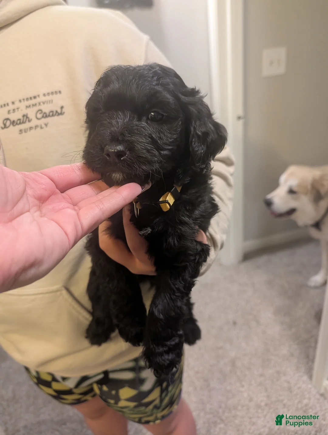 Mixed Breed dogs for sale: Hendrix - Ad 12