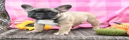 French Bulldog dogs for sale: Kayla - Ad 5