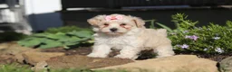 Maltipoo dogs for sale: Ana - Ad 6