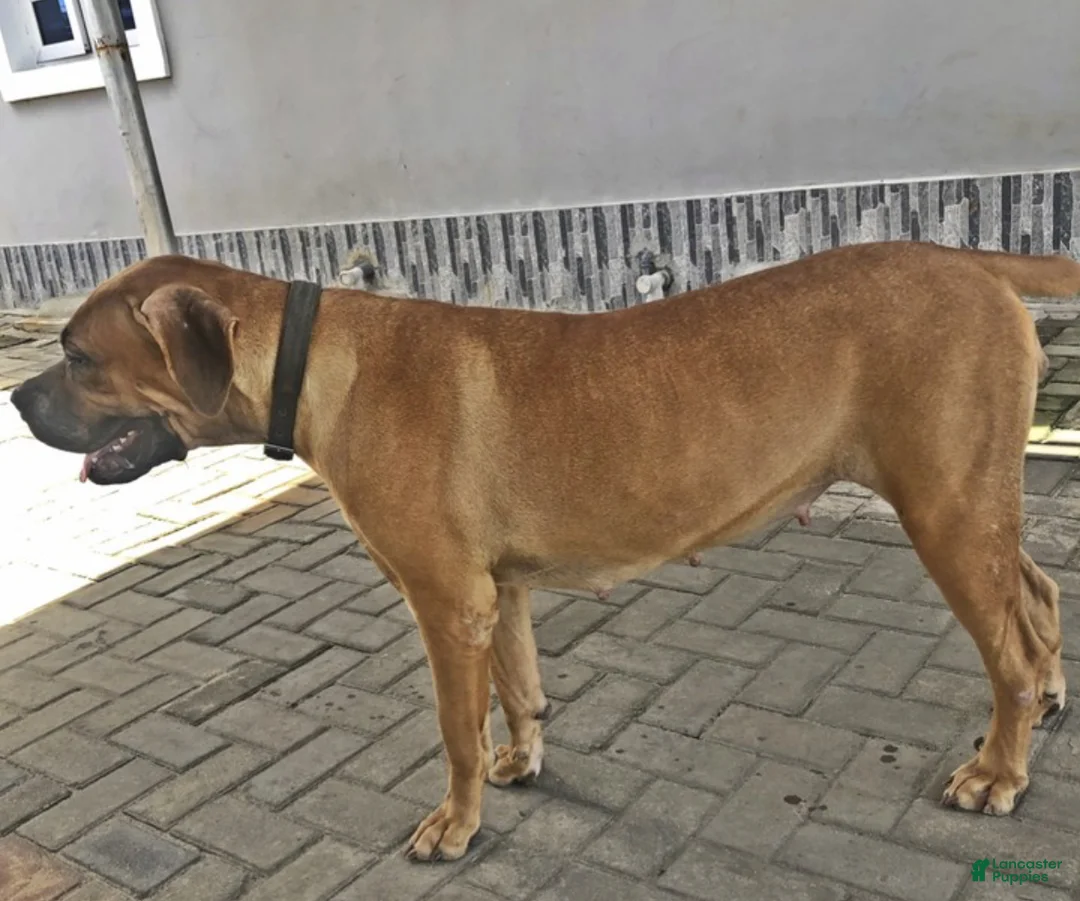 Mixed Breed dogs for sale: Rusty - Ad 8