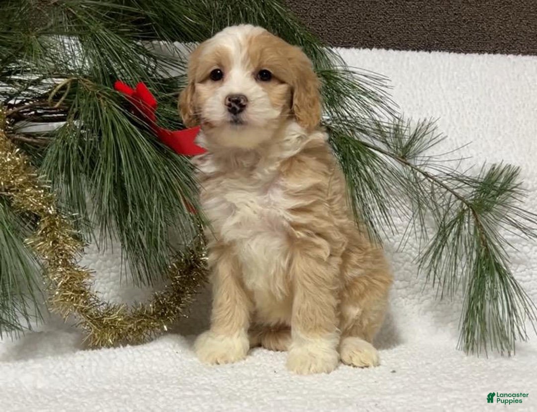 Mini Bernedoodle dogs for sale: Belle - Ad 3