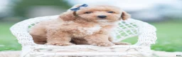 Maltipoo dogs for sale: Wolf F1B - Ad 2