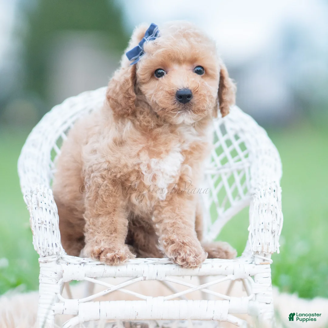 Maltipoo dogs for sale: Wolf F1B - Ad 2