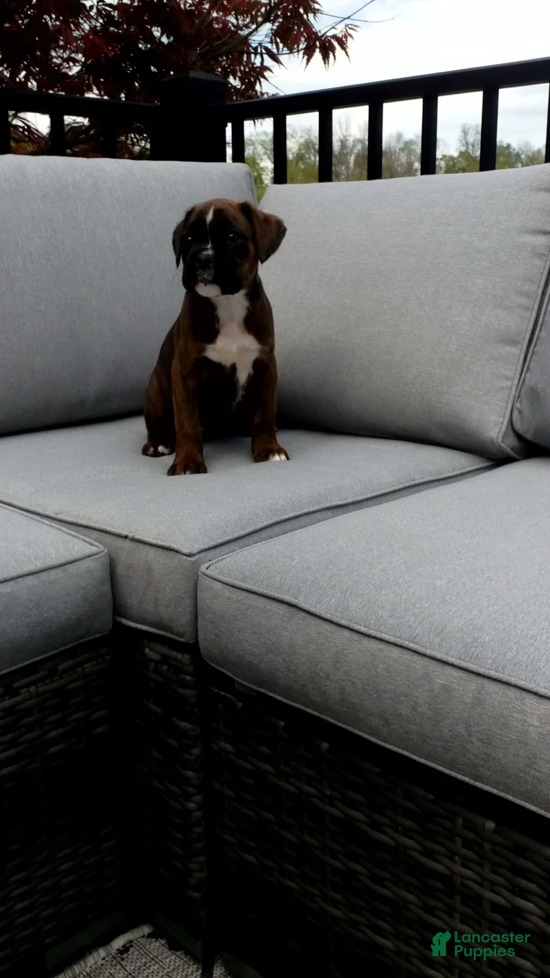 Boxer dogs for sale: Izzy - Ad 1