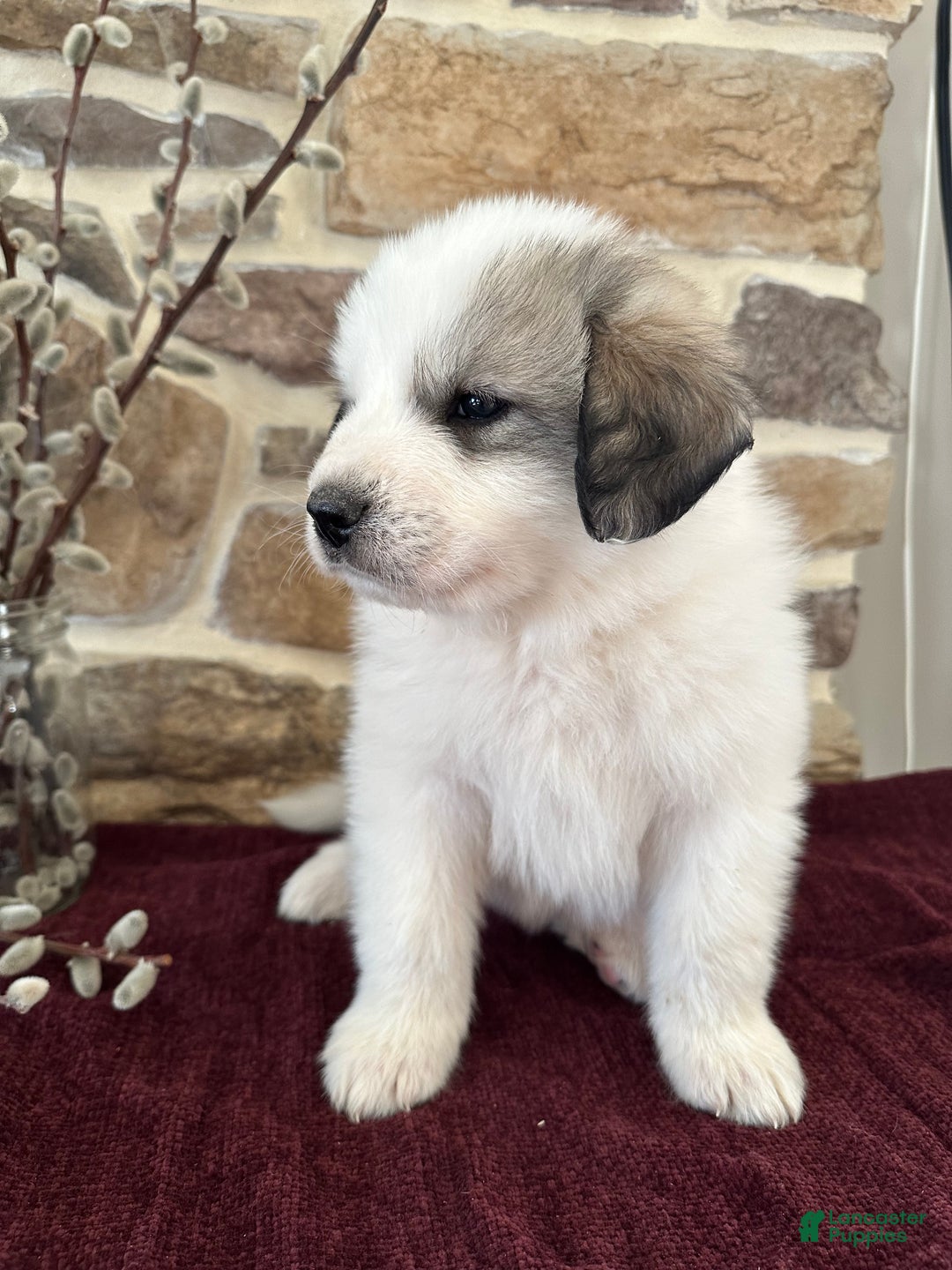 Great Pyrenees dogs for sale: AKC Avalanche - Ad 8